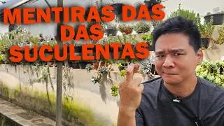 3 mentiras das suculentas