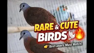 Beautiful Brown Dove Birds 🕊️ | Rare Cage Birds | Nature Beauty