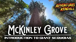 The Majesty of Giant Sequoias at McKinley Grove
