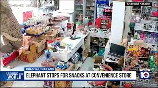 Elephant stops for snacks at convenience store