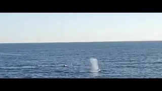 Whale Watching Off Hillarys Harbour 2025