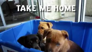I am a Shelter Pet