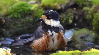 自宅庭の野鳥たち