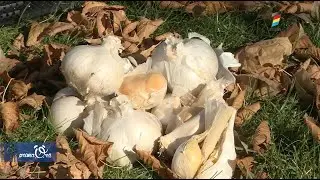 USTUROI GIGANTIC CULTIVAT ÎN MOLDOVA. SOIUL ESTE ADUS DIN GRECIA.