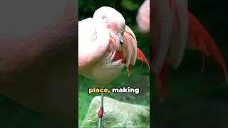How do flamingos stand on one leg? #shorts #viral #animals #education