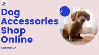 Luxury Dog Accessories Online - Pet & Co.