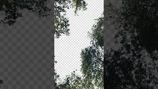 How do I quickly remove a tree background in Photoshop - short Photoshop Tutorial
