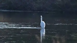 亜種ダイサギ
