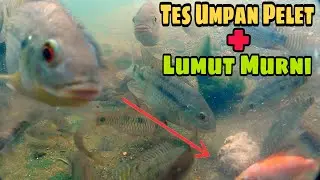 Tes Umpan Pelet Dan Lumut Murni, Mengunakan Kamera Bawah Air || Mana Yang Lebih Jitu❓