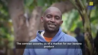 From Conventional to Organic: Transforming Banana Farming in Taveta