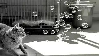 Cute And Funny Cats Playing With Bubbles