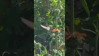 Up-Close with Hummingbirds! 🕊️✨ | El Refugio De Colibr&iacute;es, Bolivia #shorts