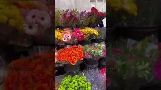 affordable flower shop in Paris. elda rose 6eme