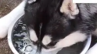 Huskies are love 💓 #monkeybro#animals#funnydog #huskies#dog