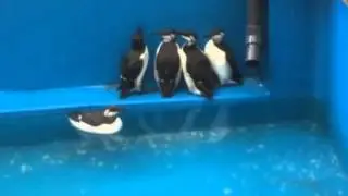 Guillemots ready for release at the GSPCA in Guernsey