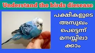 How to understand bird is sick | How to save your bird from disease | മനസിലാക്കാം പക്ഷികളുടെ അസുഖം