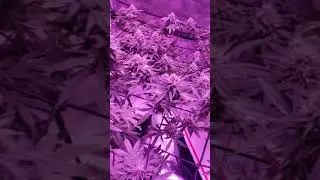 Tropicana Cookies update