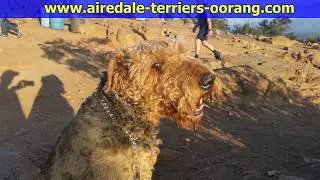 Airedale Terrier breeder   Airedale Terrier service dog