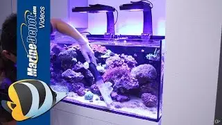 How to Restore a Neglected Reef Aquarium