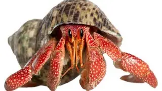 The Complete Guide To Hermit Crab Shells 