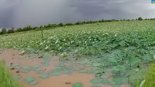 64 Beautiful view of lotus plantations and light green rice fields #Kbal Koh village #Cambodia 2023