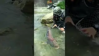 Kesempatan langka bisa nangkap ikan mahal ini #fishing #shorts #fishing #fyp #viralshorts