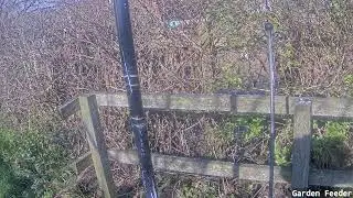 Hengistbury Head feeder camera