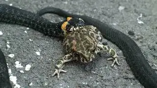 Ten Unusual Facts about the Grass Snake (Natrix natrix) #snake #natrix