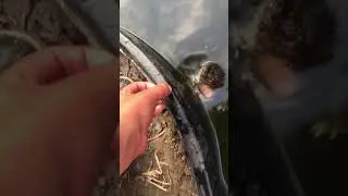 How to clean your turtles shell