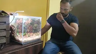 Planted Tank update #tankupgrades #aquascaping #plantedtankplant