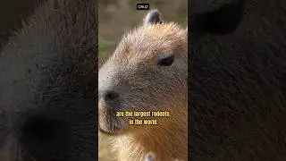 Largest Rodent in the world!