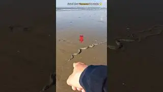 Silent killer of the ocean: saved most venomous sea snake 🐍