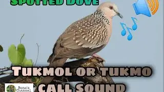 Huni ng tukmol or tukmo | Spotted Dove Call sound.