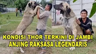 Kondisi Thor Si Anjing Raksasa Legendaris Milik Lucky Hakim - Kangal The Giant Dog