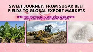 Sweet Journey From Sugar Beet Fields To Global Export Markets #tintuc #export #import#farming#sugar