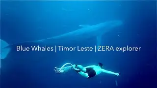 My Blue Whale Encounter in Timor-Leste | ZERA Explorer 三年 &middot; 四次远征 &middot; 一个梦想 &mdash;&mdash; 东帝汶蓝鲸相遇
