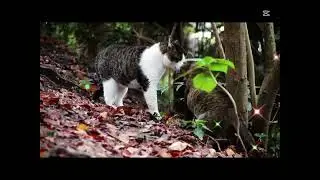 Cat fight