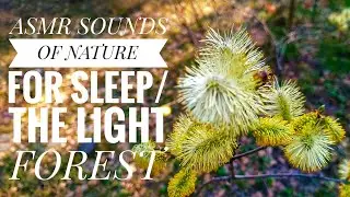 ASMR SOUNDS OF NATURE FOR SLEEP, THE LIGHT FOREST / BACKGROUND FOR STUDY, WORK