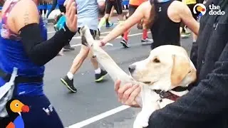 Rescue Dog High Fives Runners at NYC Marathon | The Dodo