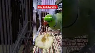 Ringneck Parrot Love Eating Guava