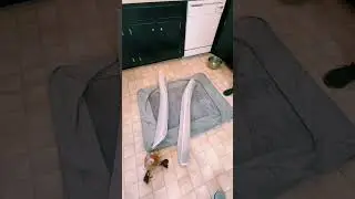 Aurogsky Dog Beds for Extra Large Dogs Review