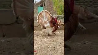লাল টার্কি মুরগীর।