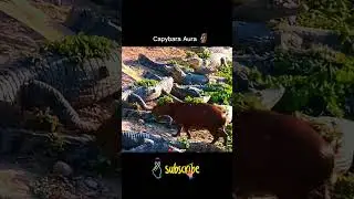Capybara's Aura 🗿 Crocodile 🤡 #shorts #viralvideo #trending #blue #emoji #viral