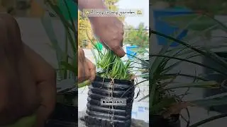 🏡A day in my garden 🏡 /#shorts #ytshorts #garden #gardening