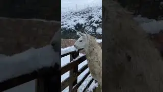 watch while eating snow
