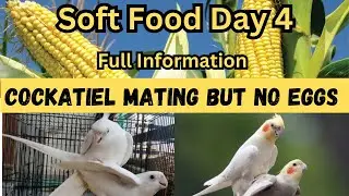 Cockatiel Bird mating but not laying eggs | कॉकटेल अंडे नहीं दे रहे हैं | Soft Food Day 4