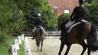 Dressurpferde-A (DA3/2)