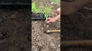 Planting Maize Tutorial #farming #shorts