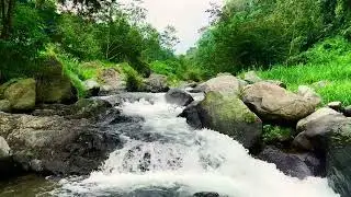 Gentle Forest River &ndash; Peaceful Rest and Relaxation | sleep - relax - enjoy life - ASMR