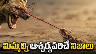 100 Facts In Telugu | Interesting Facts In Telugu New | Episode Facts Forever